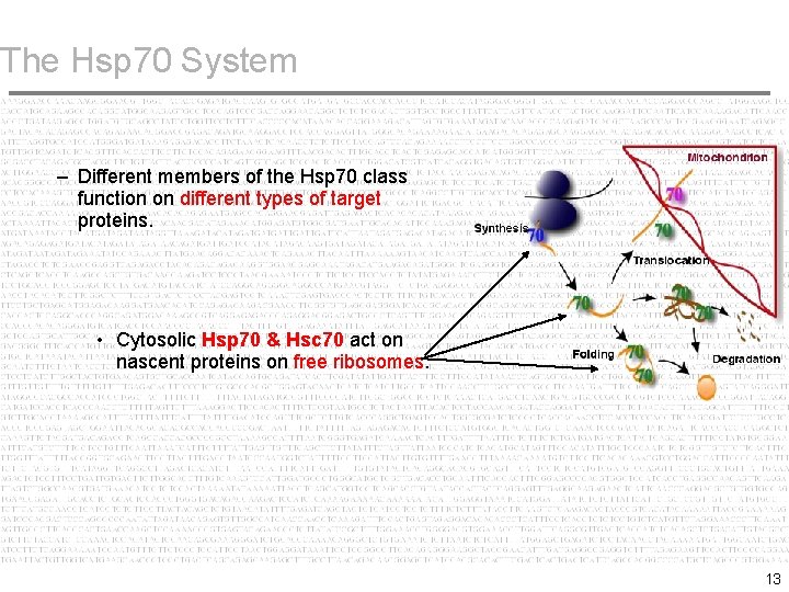 The Hsp 70 System – Different members of the Hsp 70 class function on