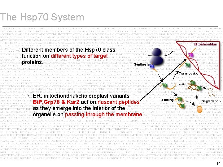 The Hsp 70 System – Different members of the Hsp 70 class function on