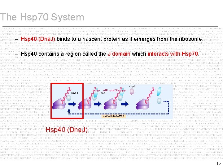 The Hsp 70 System – Hsp 40 (Dna. J) binds to a nascent protein