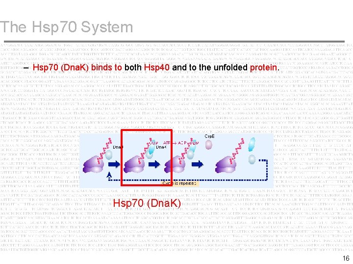 The Hsp 70 System – Hsp 70 (Dna. K) binds to both Hsp 40