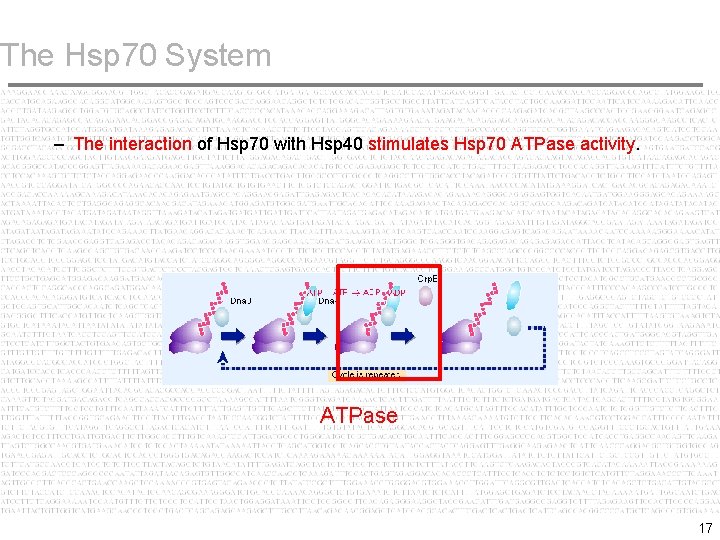 The Hsp 70 System – The interaction of Hsp 70 with Hsp 40 stimulates