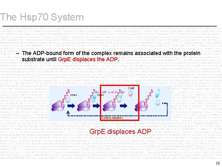 The Hsp 70 System – The ADP-bound form of the complex remains associated with