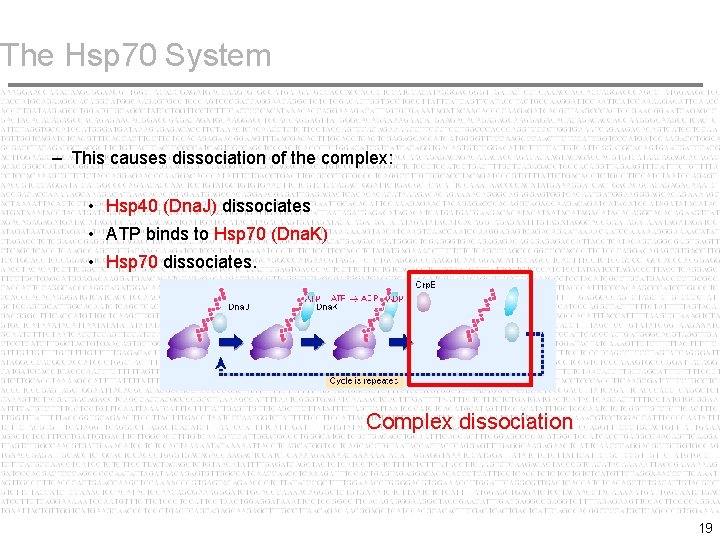 The Hsp 70 System – This causes dissociation of the complex: • Hsp 40