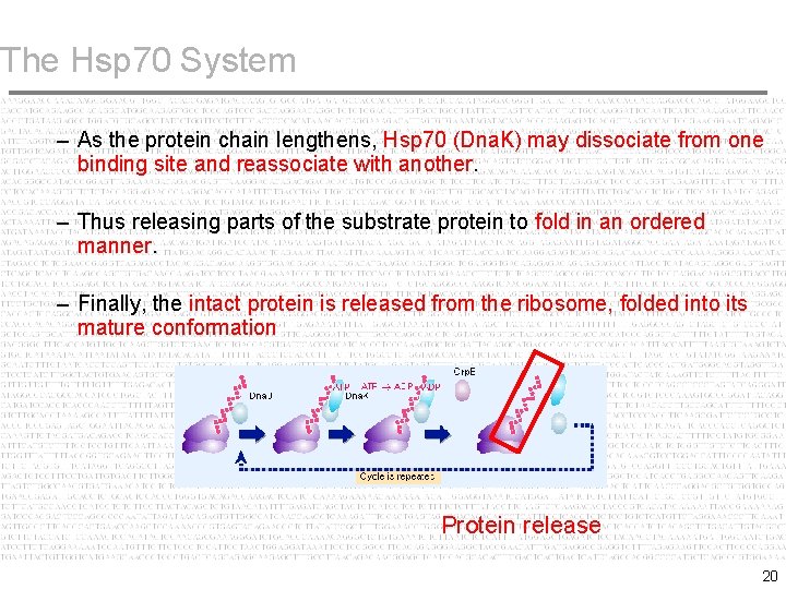 The Hsp 70 System – As the protein chain lengthens, Hsp 70 (Dna. K)