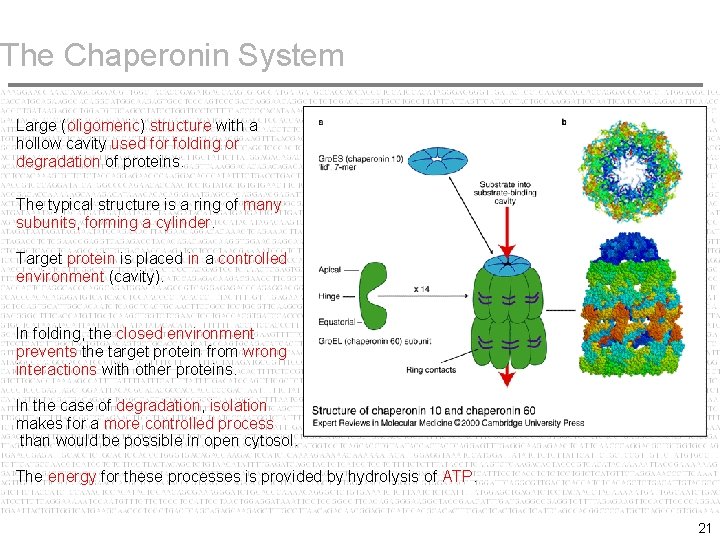 The Chaperonin System Large (oligomeric) structure with a hollow cavity used for folding or