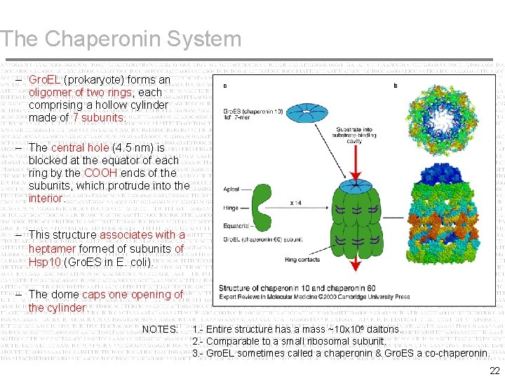 The Chaperonin System – Gro. EL (prokaryote) forms an oligomer of two rings, each