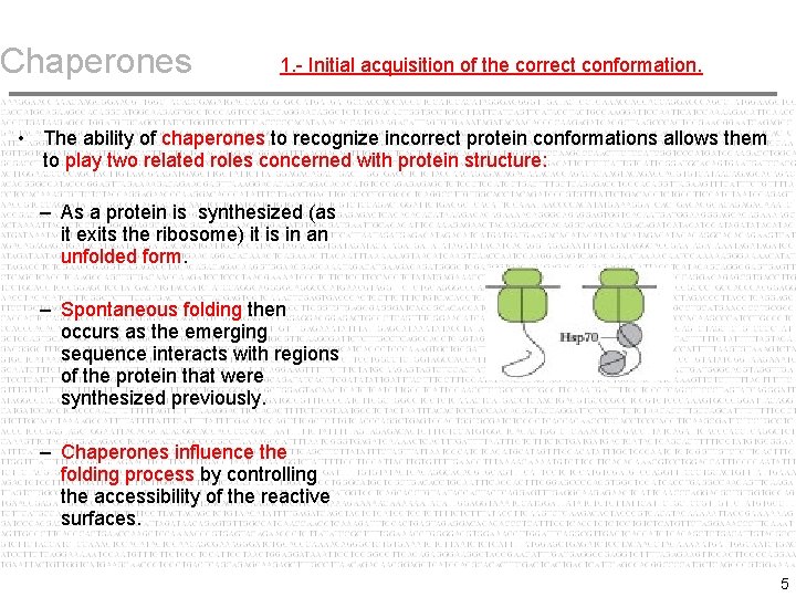 Chaperones 1. - Initial acquisition of the correct conformation. • The ability of chaperones