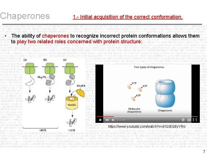 Chaperones 1. - Initial acquisition of the correct conformation. • The ability of chaperones