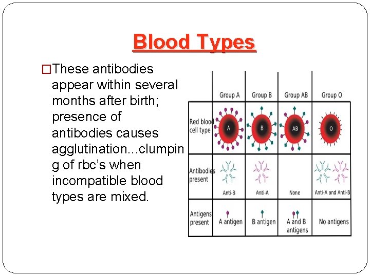 Blood Types �These antibodies appear within several months after birth; presence of antibodies causes