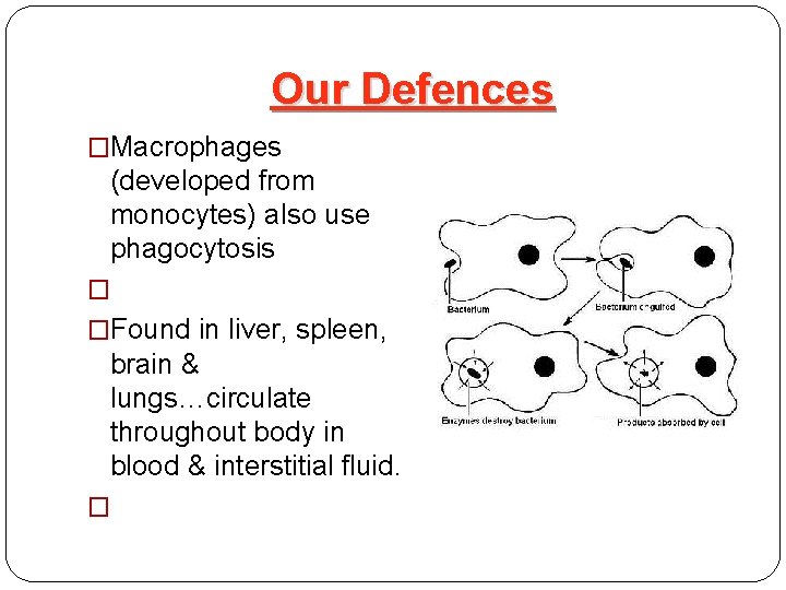 Our Defences �Macrophages (developed from monocytes) also use phagocytosis � �Found in liver, spleen,