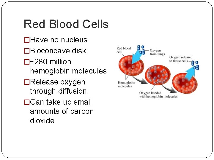 Red Blood Cells �Have no nucleus �Bioconcave disk �~280 million hemoglobin molecules �Release oxygen