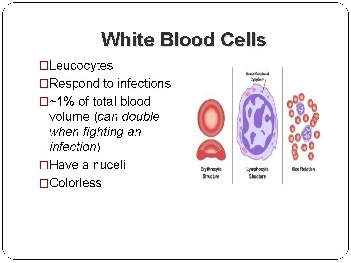 White Blood Cells �Leucocytes �Respond to infections �~1% of total blood volume (can double