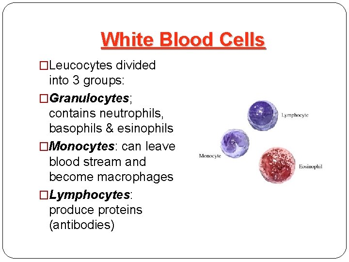 White Blood Cells �Leucocytes divided into 3 groups: �Granulocytes; contains neutrophils, basophils & esinophils