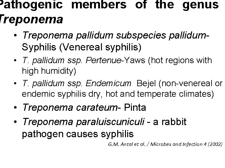 Pathogenic members of the genus Treponema • Treponema pallidum subspecies pallidum. Syphilis (Venereal syphilis)