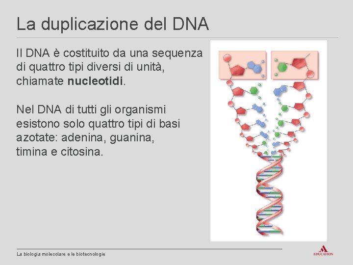 La duplicazione del DNA Il DNA è costituito da una sequenza di quattro tipi