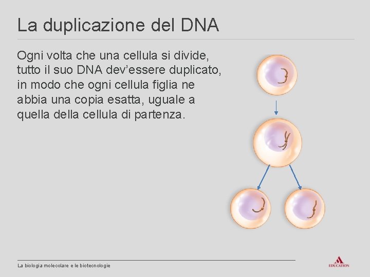 La duplicazione del DNA Ogni volta che una cellula si divide, tutto il suo