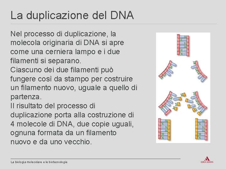 La duplicazione del DNA Nel processo di duplicazione, la molecola originaria di DNA si