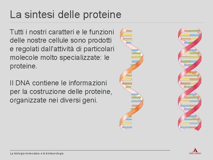 La sintesi delle proteine Tutti i nostri caratteri e le funzioni delle nostre cellule