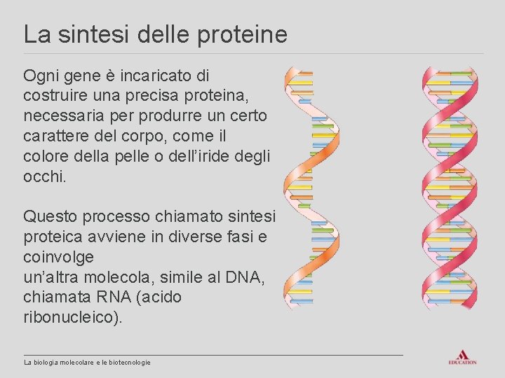 La sintesi delle proteine Ogni gene è incaricato di costruire una precisa proteina, necessaria