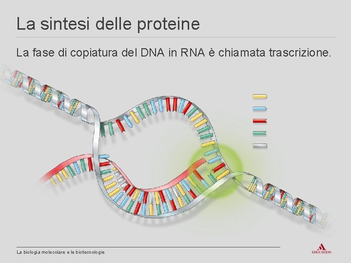 La sintesi delle proteine La fase di copiatura del DNA in RNA è chiamata