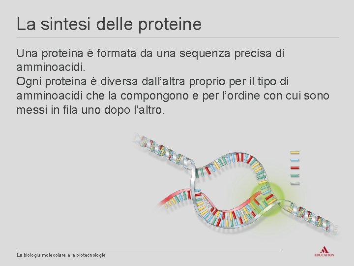 La sintesi delle proteine Una proteina è formata da una sequenza precisa di amminoacidi.