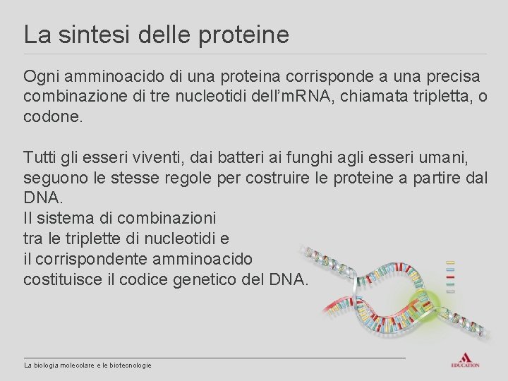 La sintesi delle proteine Ogni amminoacido di una proteina corrisponde a una precisa combinazione