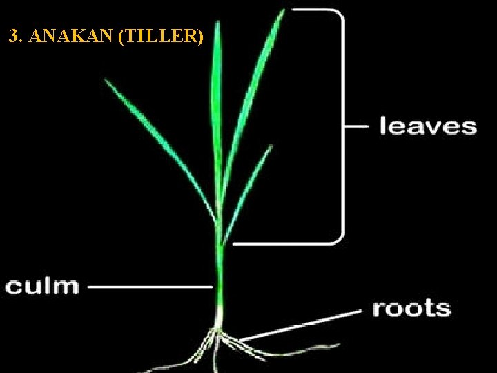 3. ANAKAN (TILLER) Gambar 7. Bagian dari anakan padi (rumpun) 