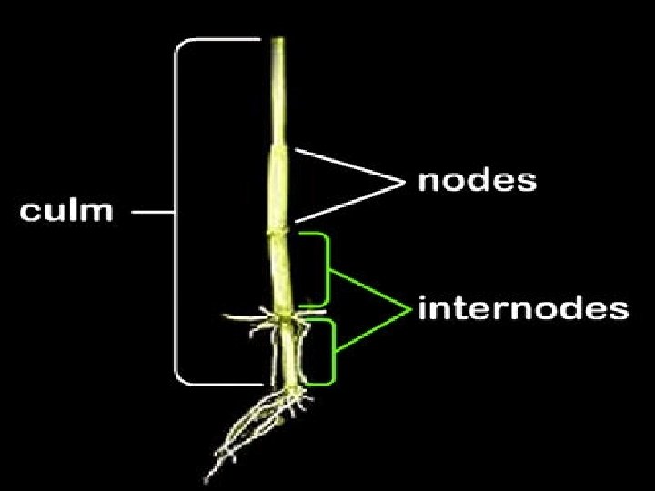 Gambar 9. Batang, node, dan internode (RKB, 2004) 