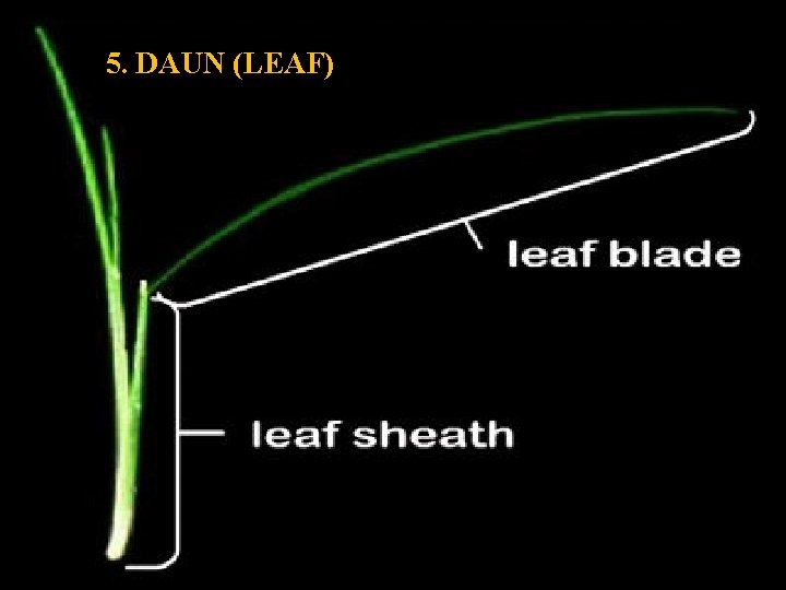 5. DAUN (LEAF) Gambar 11. Helaian (leaf blade) dan pelepah daun (leaf sheath) 