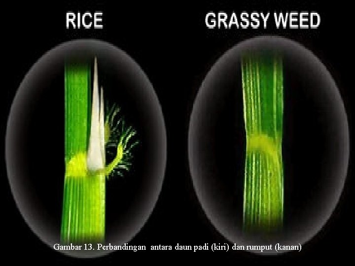 Gambar 13. Perbandingan antara daun padi (kiri) dan rumput (kanan) 