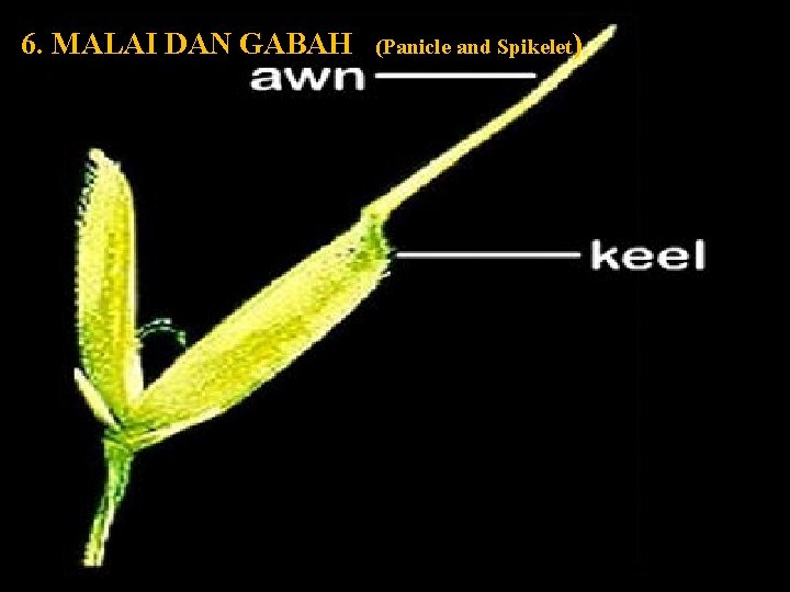 6. MALAI DAN GABAH (Panicle and Spikelet) Gambar 15. Bagian 2 spikelet atau bunga