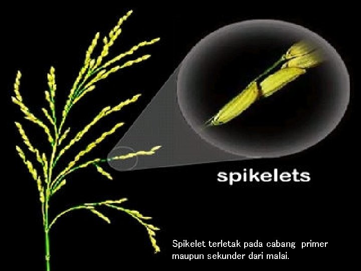 Spikelet terletak pada cabang primer Gambar 17. Bentuk malai tanaman padisekunder (cab. Primer &