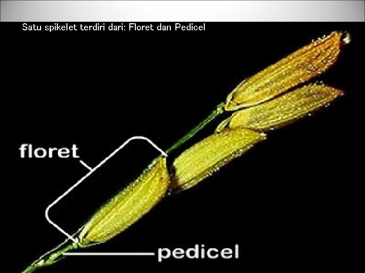 Satu spikelet terdiri dari: Floret dan Pedicel 