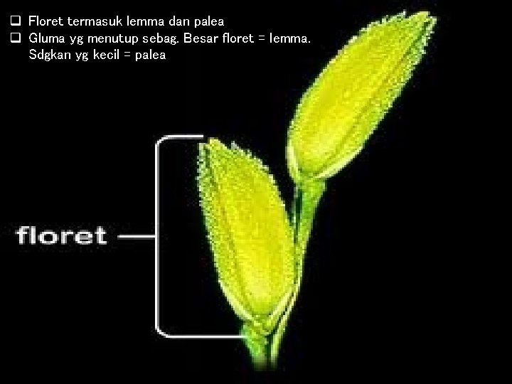 q Floret termasuk lemma dan palea q Gluma yg menutup sebag. Besar floret =