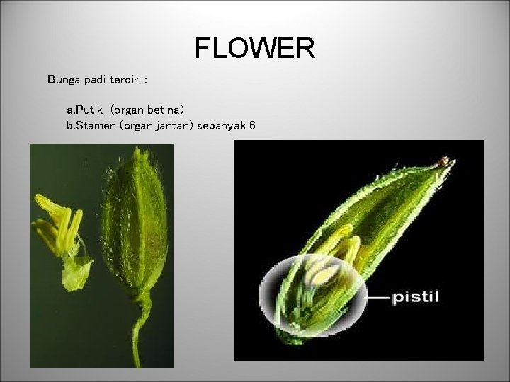 FLOWER Bunga padi terdiri : a. Putik (organ betina) b. Stamen (organ jantan) sebanyak