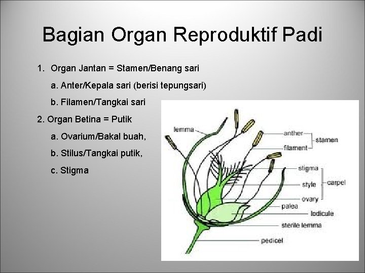 Bagian Organ Reproduktif Padi 1. Organ Jantan = Stamen/Benang sari a. Anter/Kepala sari (berisi