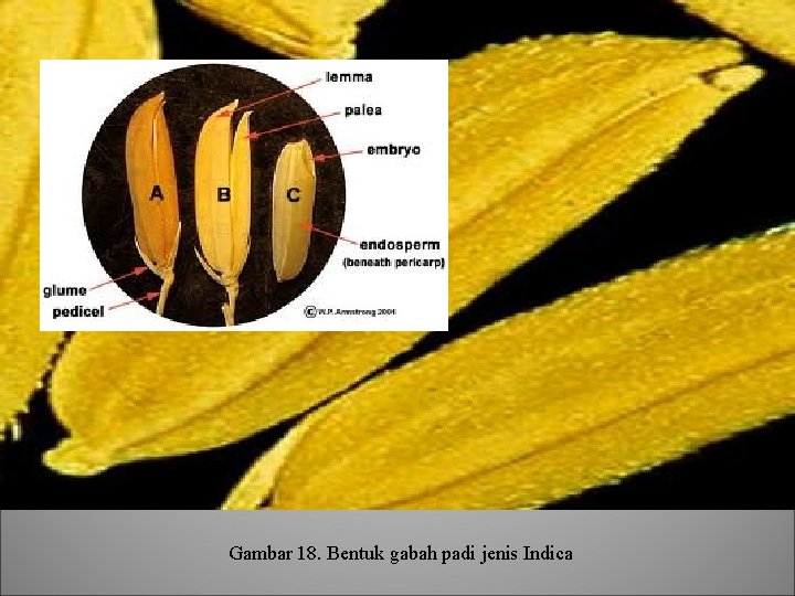 Gambar 18. Bentuk gabah padi jenis Indica 