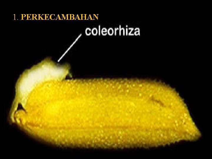 1. PERKECAMBAHAN Gambar 1. Munculnya koleorizha (KRB, 2004) 