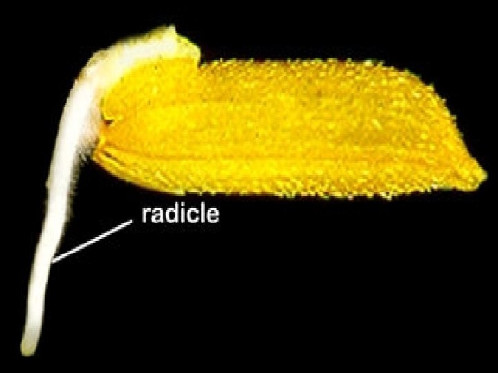 Gambar 2. Radikula muncul menembus koleorizha (RKB, 2004) 