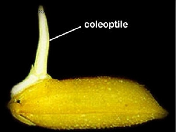 Gambar 3. Koleoptil muncul (KRB, 2004) 