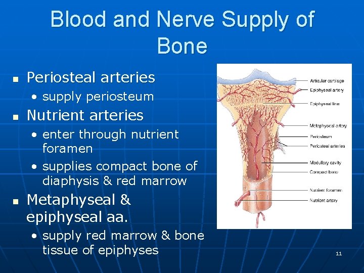 Blood and Nerve Supply of Bone n Periosteal arteries • supply periosteum n Nutrient