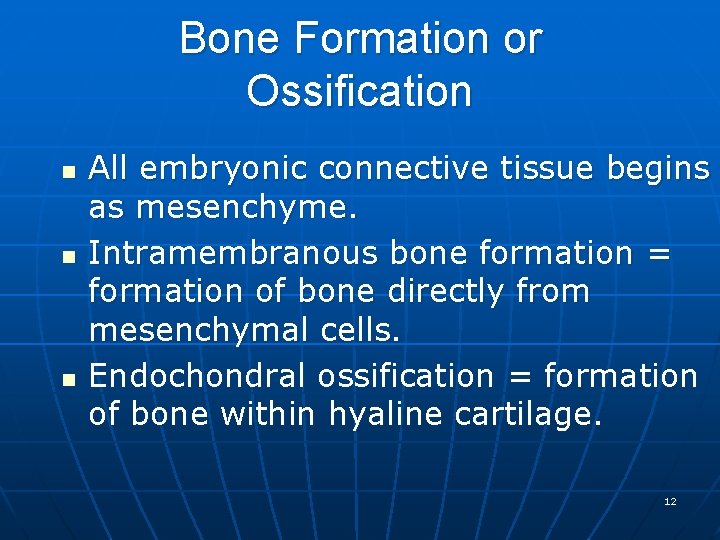Bone Formation or Ossification n All embryonic connective tissue begins as mesenchyme. Intramembranous bone