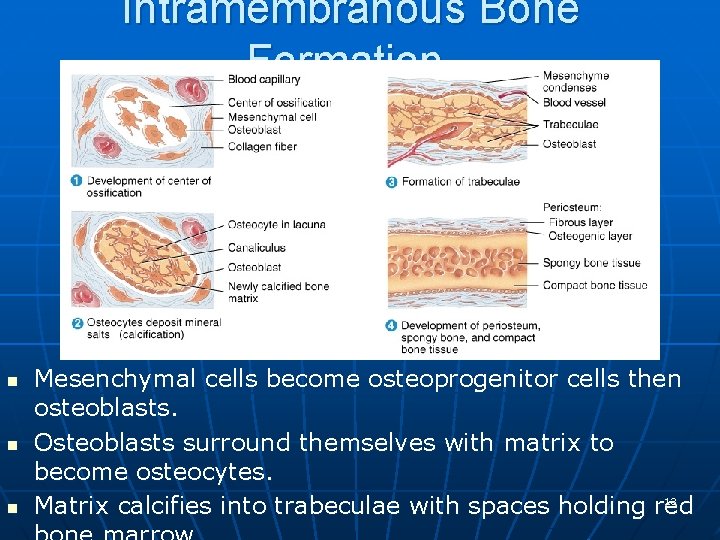 Intramembranous Bone Formation n Mesenchymal cells become osteoprogenitor cells then osteoblasts. Osteoblasts surround themselves