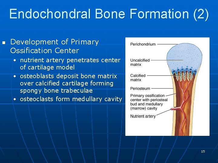 Endochondral Bone Formation (2) n Development of Primary Ossification Center • nutrient artery penetrates