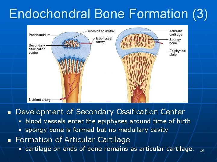 Endochondral Bone Formation (3) n Development of Secondary Ossification Center • blood vessels enter