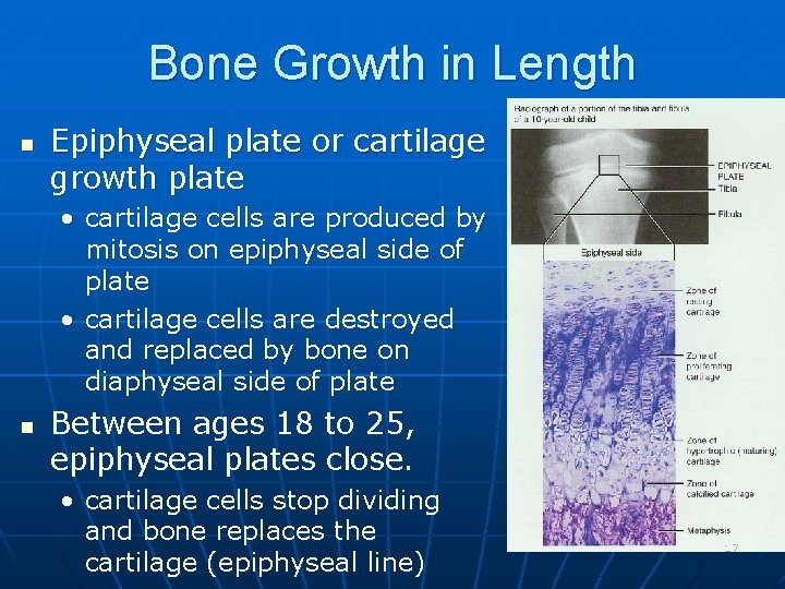 Bone Growth in Length n Epiphyseal plate or cartilage growth plate • cartilage cells