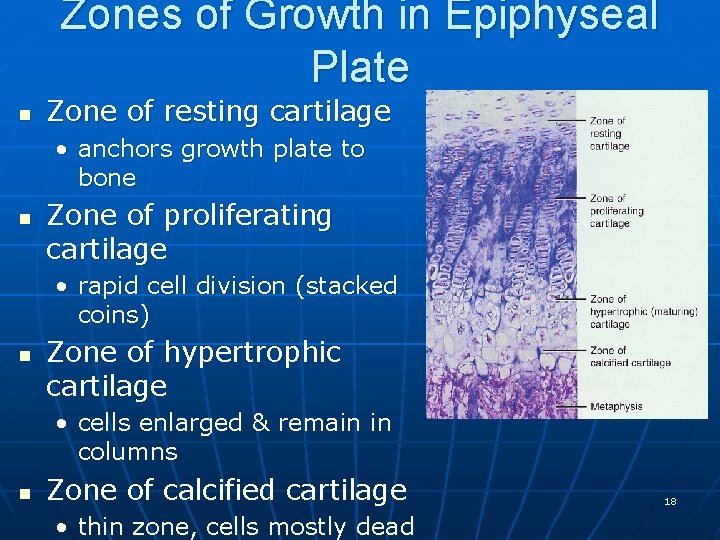 Zones of Growth in Epiphyseal Plate n Zone of resting cartilage • anchors growth