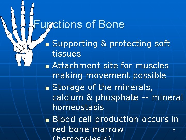 Functions of Bone n n Supporting & protecting soft tissues Attachment site for muscles