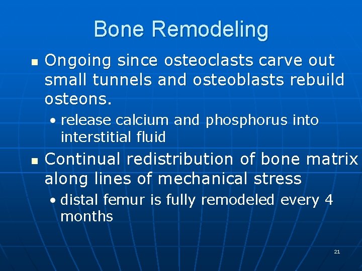Bone Remodeling n Ongoing since osteoclasts carve out small tunnels and osteoblasts rebuild osteons.