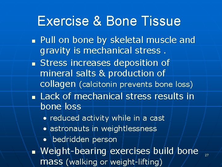 Exercise & Bone Tissue n n n Pull on bone by skeletal muscle and